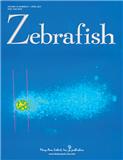 ZEBRAFISH《斑马鱼杂志》