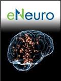 eNeuro《神经科学杂志》