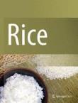 Rice《稻米》