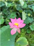 凌云峰果子狸