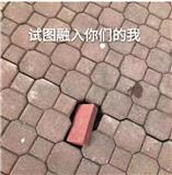 刘刘蛋