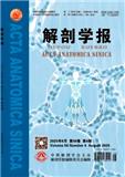 解剖学报