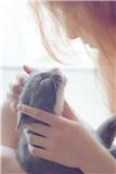 猫茶果珍