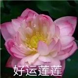 SUCC123